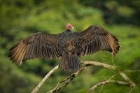 Kondor krocanovity - Cathartes aura - Turkey Vulture 8615
